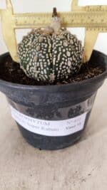ASTROPHYTUM ASTERIAS SUPER KABUTO  Nº 410 - vaso 15 - Imagem 6