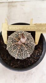 ASTROPHYTUM ASTERIAS SUPER KABUTO  Nº 410 - vaso 15 - Imagem 3