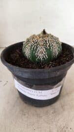 ASTROPHYTUM ASTERIAS SUPER KABUTO  Nº 411 - vaso 15 - Imagem 2