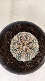 ASTROPHYTUM ASTERIAS SUPER KABUTO  Nº 411 - vaso 15 - Imagem 3