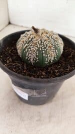 ASTROPHYTUM ASTERIAS SUPER KABUTO  Nº 411 - vaso 15 - Imagem 8
