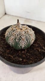 ASTROPHYTUM ASTERIAS SUPER KABUTO  Nº 411 - vaso 15 - Imagem 6