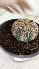 ASTROPHYTUM ASTERIAS SUPER KABUTO  Nº 411 - vaso 15 - Imagem 7
