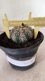 ASTROPHYTUM ASTERIAS SUPER KABUTO  Nº 411 - vaso 15