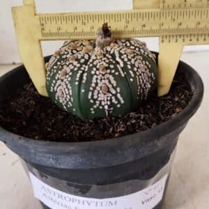 ASTROPHYTUM ASTERIAS SUPER KABUTO  Nº 411 - vaso 15