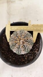 ASTROPHYTUM ASTERIAS SUPER KABUTO  Nº 411 - vaso 15 - Imagem 5