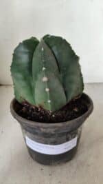 ASTROPHYTUM MYRIOSTIGMA  Nº 1070 – vaso 15 - Imagem 2