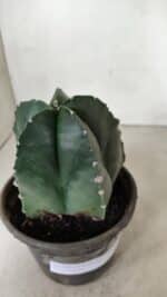 ASTROPHYTUM MYRIOSTIGMA  Nº 1070 – vaso 15 - Imagem 7