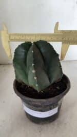 ASTROPHYTUM MYRIOSTIGMA  Nº 1070 – vaso 15 - Imagem 5