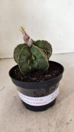 ASTROPHYTUM MYRIOSTIGMA "FUKURYU"  Nº 1020 – vaso 11 - Imagem 2