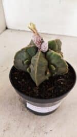 ASTROPHYTUM MYRIOSTIGMA "FUKURYU"  Nº 1020 – vaso 11 - Imagem 7