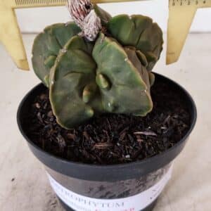 ASTROPHYTUM MYRIOSTIGMA "FUKURYU"  Nº 1020 – vaso 11