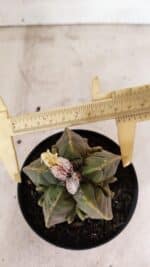 ASTROPHYTUM MYRIOSTIGMA "FUKURYU"  Nº 1020 – vaso 11 - Imagem 5