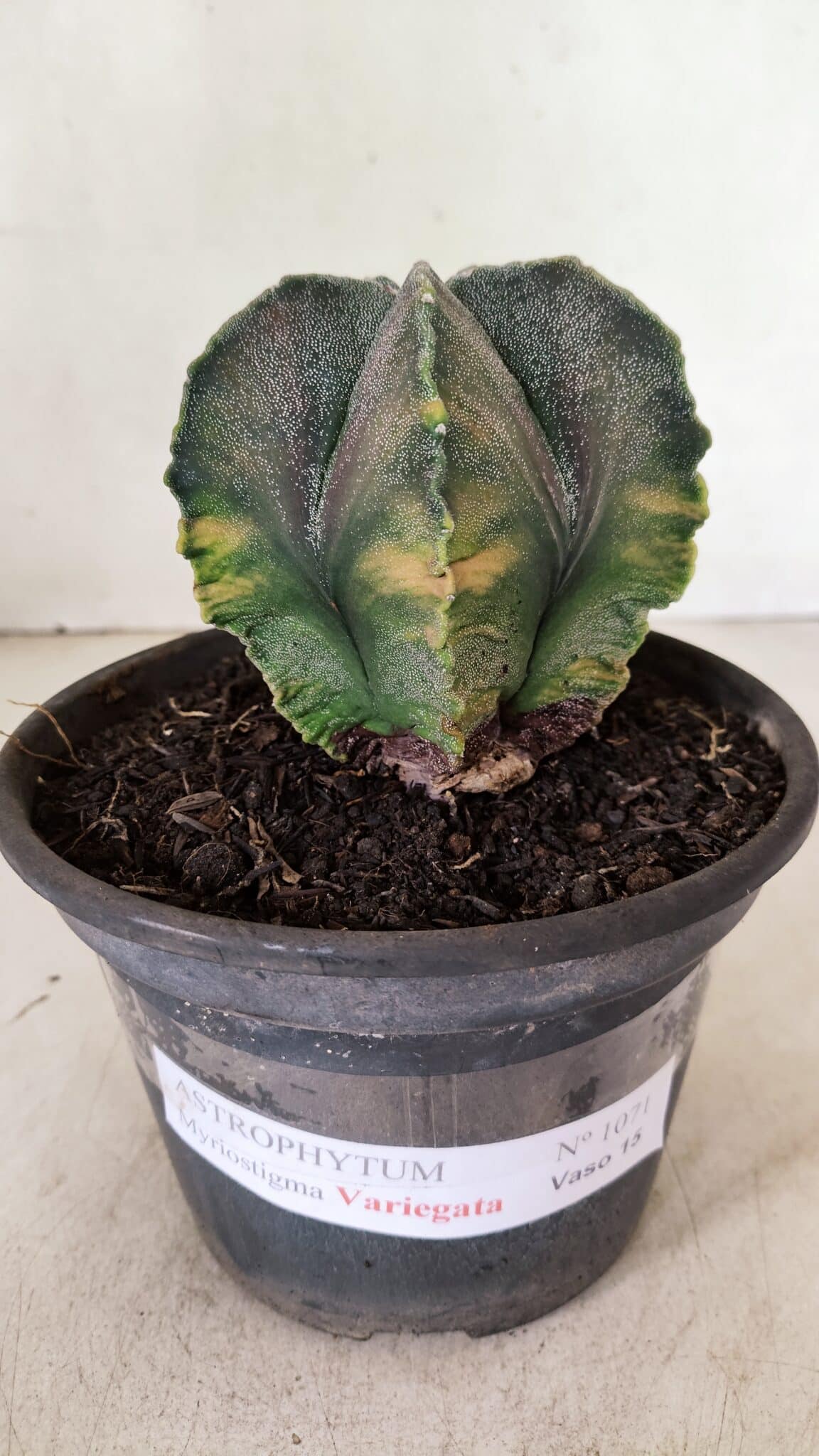 ASTROPHYTUM MYRIOSTIGMA Variegata 1071 (1) ASTROPHYTUM MYRIOSTIGMA "Variegata" Nº 1071 – vaso 15 - Imagem 2