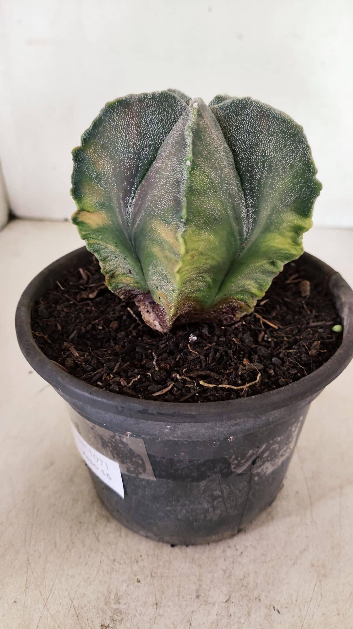 ASTROPHYTUM MYRIOSTIGMA Variegata 1071 (2) ASTROPHYTUM MYRIOSTIGMA "Variegata" Nº 1071 – vaso 15 - Imagem 8