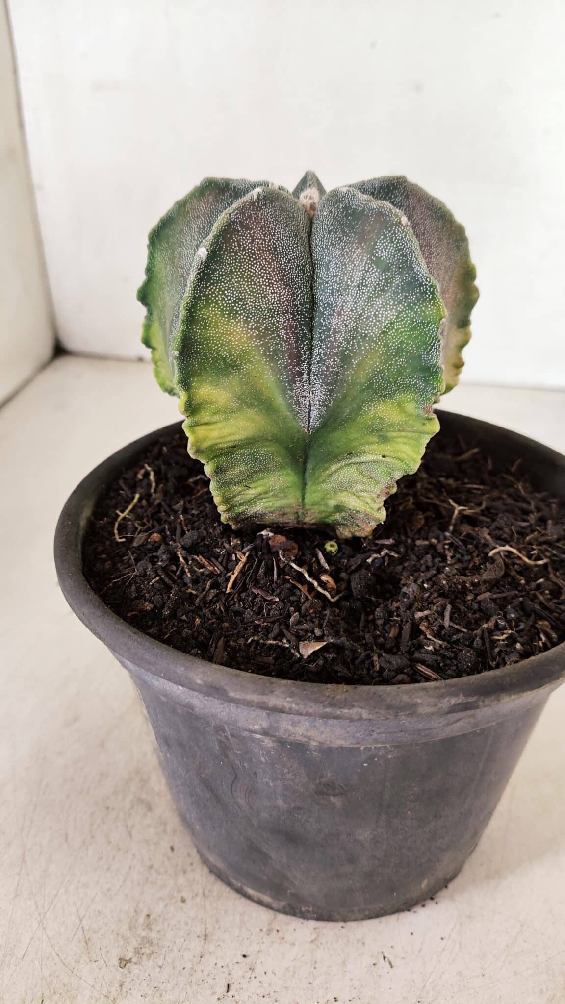 ASTROPHYTUM MYRIOSTIGMA Variegata 1071 (3) ASTROPHYTUM MYRIOSTIGMA "Variegata" Nº 1071 – vaso 15 - Imagem 6