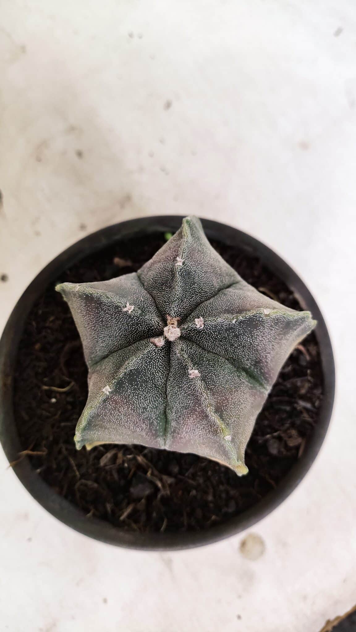 ASTROPHYTUM MYRIOSTIGMA Variegata 1071 (5) ASTROPHYTUM MYRIOSTIGMA "Variegata" Nº 1071 – vaso 15 - Imagem 3