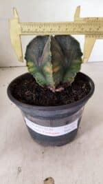 ASTROPHYTUM MYRIOSTIGMA "Variegata" Nº 1071 – vaso 15