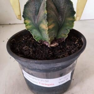 ASTROPHYTUM MYRIOSTIGMA "Variegata" Nº 1071 – vaso 15