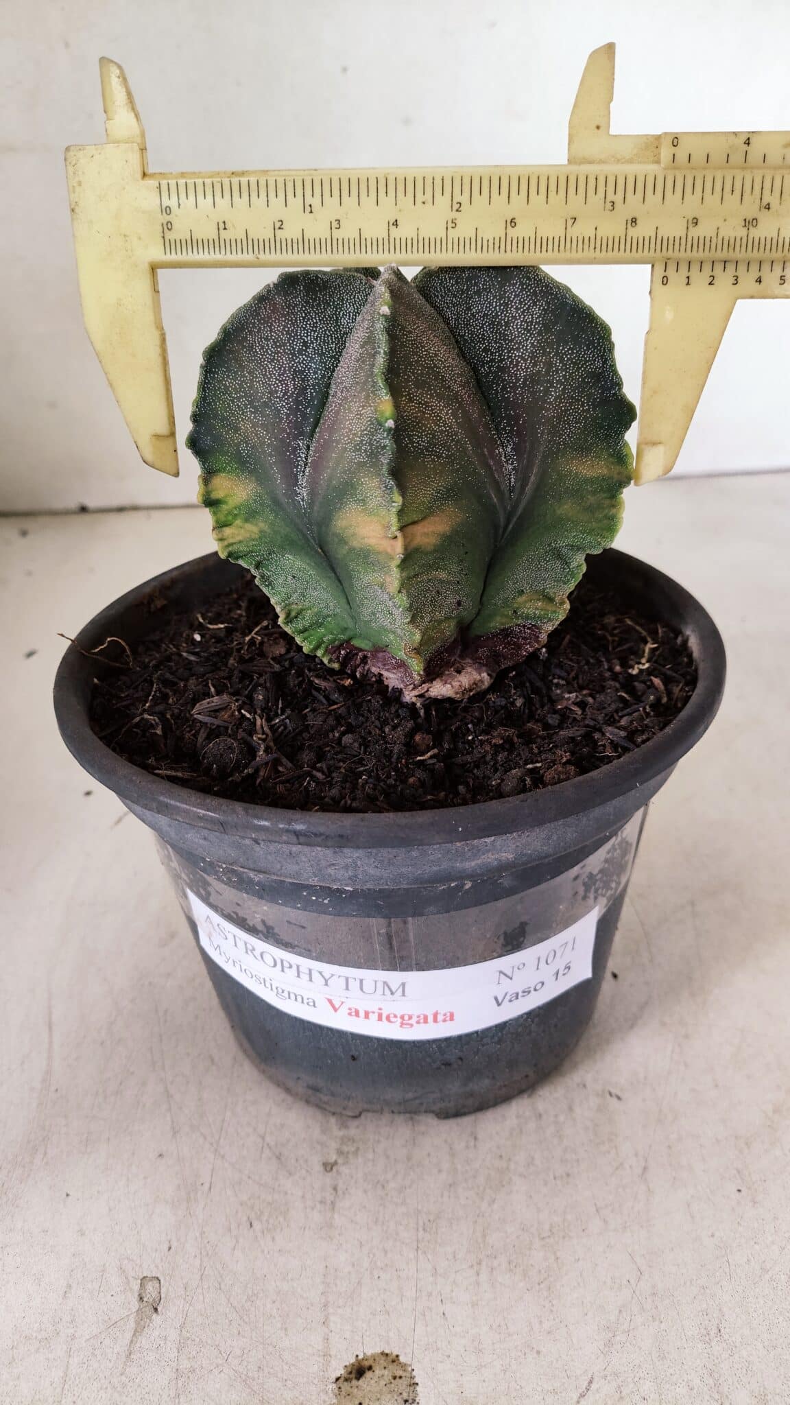 ASTROPHYTUM MYRIOSTIGMA Variegata 1071 (6) ASTROPHYTUM MYRIOSTIGMA "Variegata" Nº 1071 – vaso 15 - Imagem 1