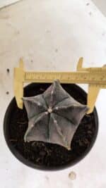 ASTROPHYTUM MYRIOSTIGMA "Variegata" Nº 1071 – vaso 15 - Imagem 5