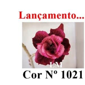 ENXERTO COR LM 1021
