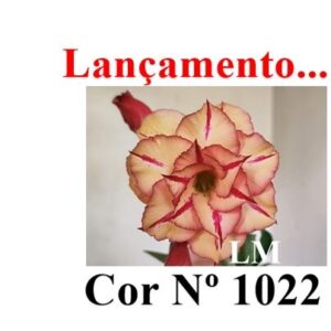 ENXERTO COR LM 1022