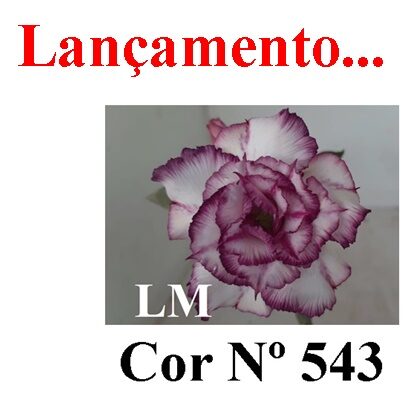 Cor Nº 543 (3) LM Lançamento ENXERTO 12332 – 20cm (cor LM 543) - Imagem 8