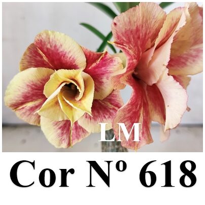 Cor Nº 618 (6) LM ENXERTO 12325 – 20cm (cor LM 618) - Imagem 7