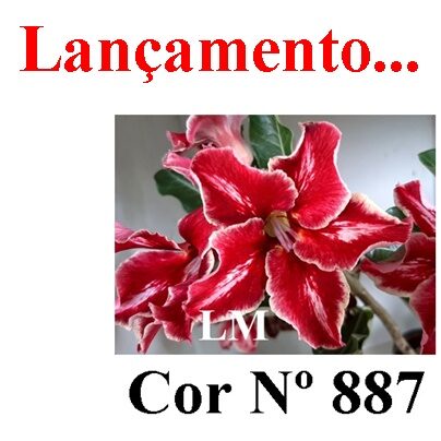 Cor Nº 887 LM Lançamento ENXERTO 12327 – 20cm (cor LM 887) - Imagem 8