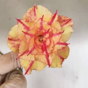 Planta Dobrada 3463 – 45cm – 04 anos