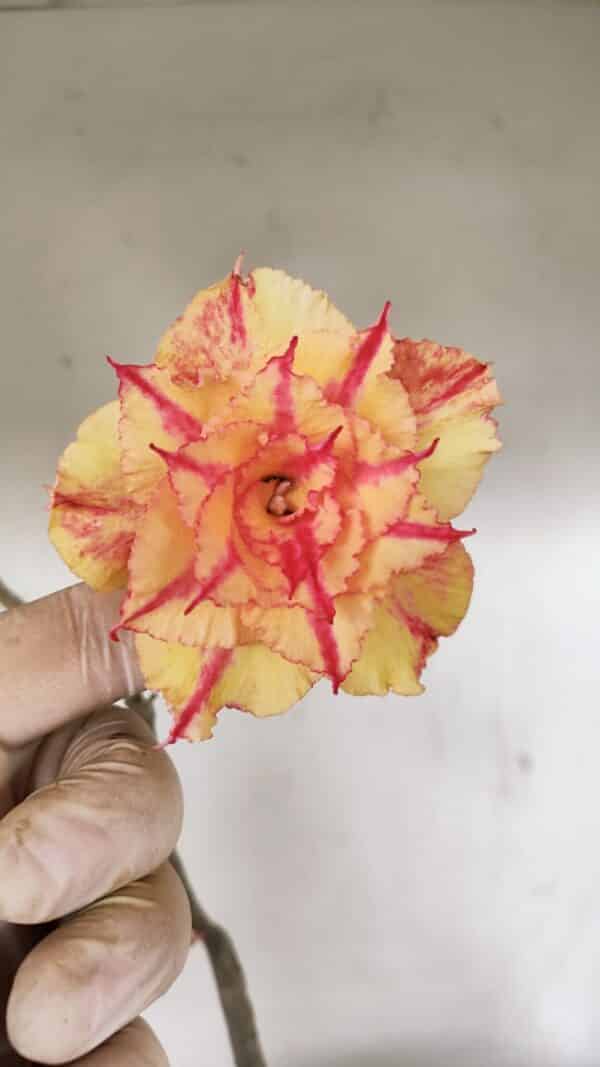 Planta Dobrada 3463 – 45cm – 04 anos - Imagem 1