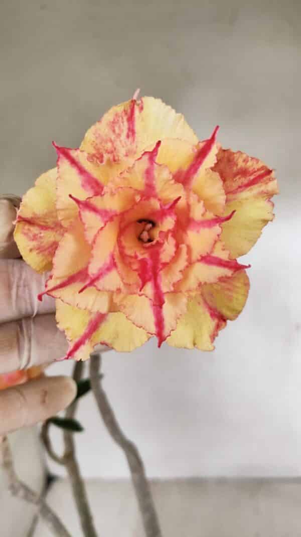 Planta Dobrada 3463 – 45cm – 04 anos - Imagem 3