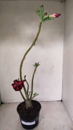 Planta Dobrada 3529 – 35cm – 03 anos - Imagem 2