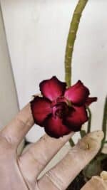 Planta Dobrada 3529 – 35cm – 03 anos
