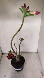 Planta Dobrada 3529 – 35cm – 03 anos - Imagem 7