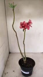 Planta Dobrada 3530 – 30cm – 02 anos - Imagem 2