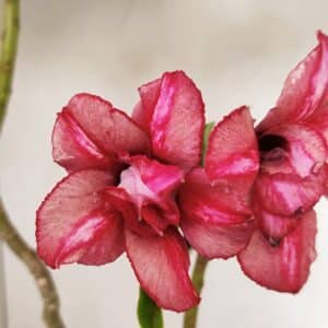 Planta Dobrada 3530 – 30cm – 02 anos