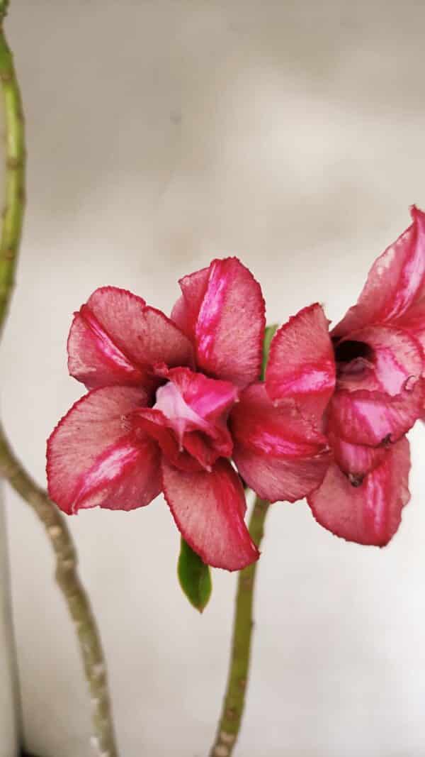 Planta Dobrada 3530 – 30cm – 02 anos - Imagem 1