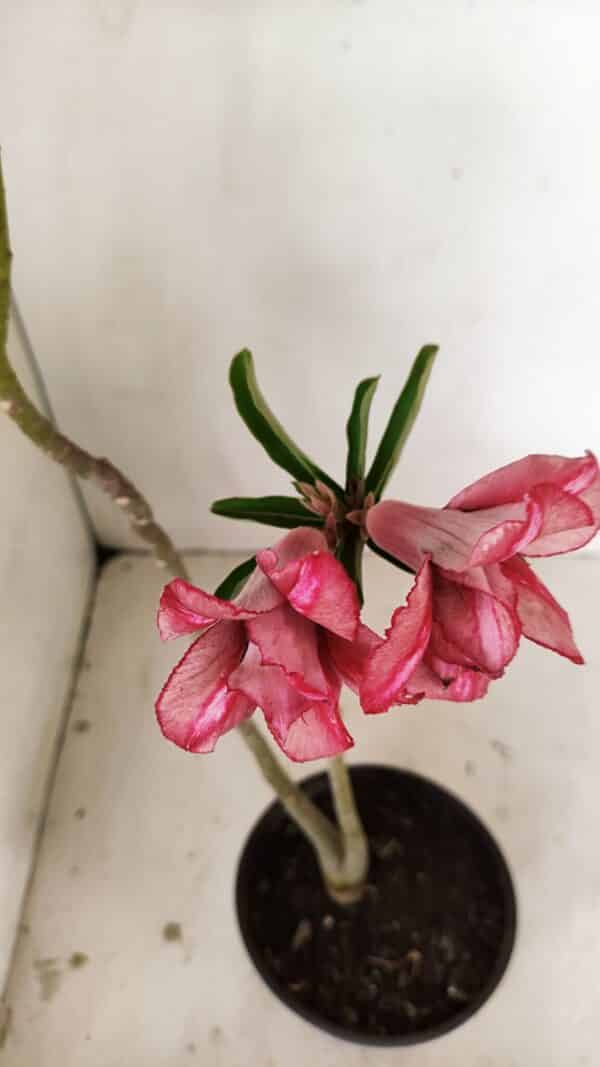 Planta Dobrada 3530 – 30cm – 02 anos - Imagem 4