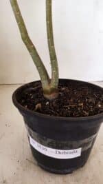 Planta Dobrada 3530 – 30cm – 02 anos - Imagem 9