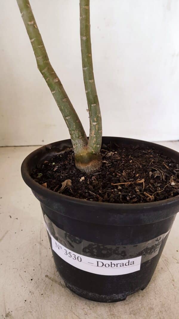 Planta Dobrada 3530 – 30cm – 02 anos - Imagem 9