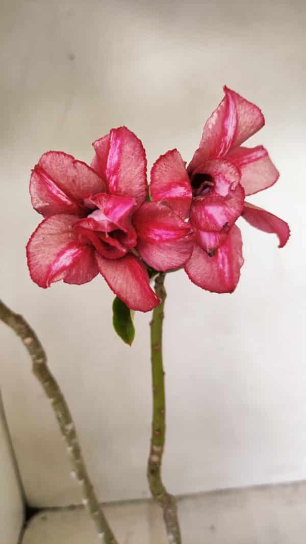 Planta Dobrada 3530 – 30cm – 02 anos - Imagem 6