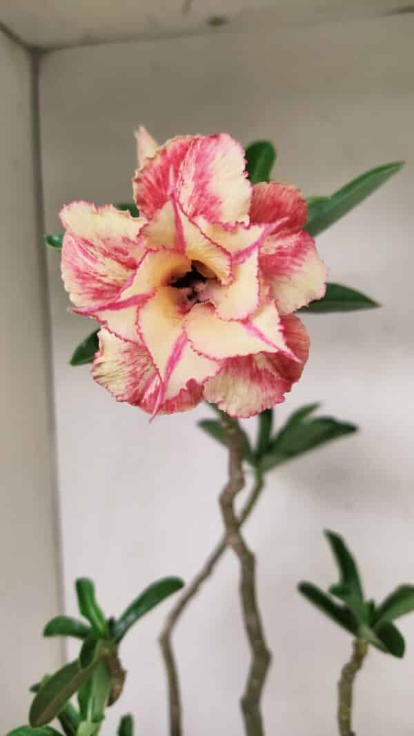 Planta Dobrada 3531 – 45cm – 03 anos - Imagem 8