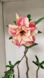 Planta Dobrada 3531 – 45cm – 03 anos