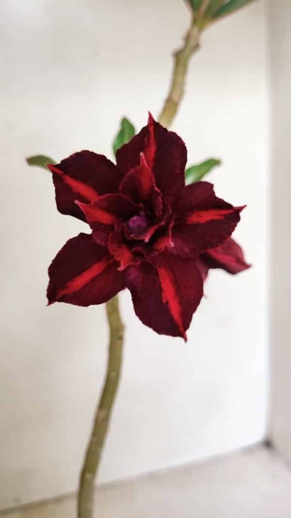 Planta Dobrada 3532 – 30cm – 02 anos - Imagem 1