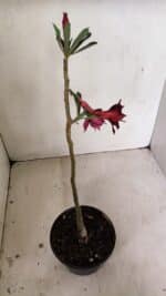 Planta Dobrada 3532 – 30cm – 02 anos - Imagem 4