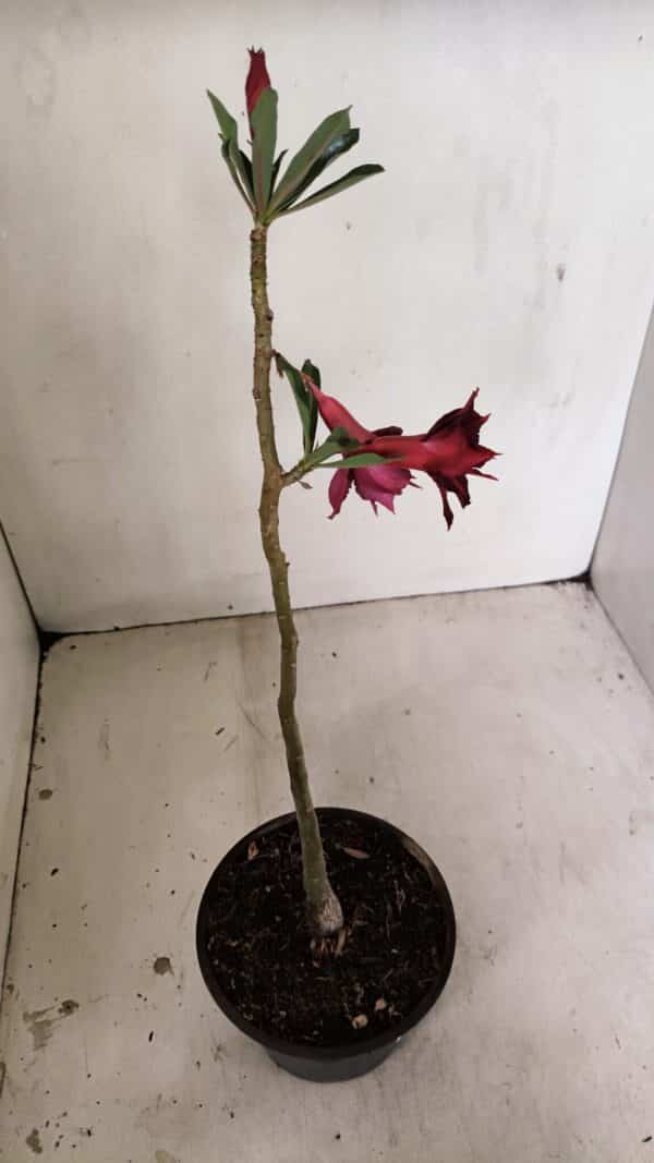Planta Dobrada 3532 – 30cm – 02 anos - Imagem 4