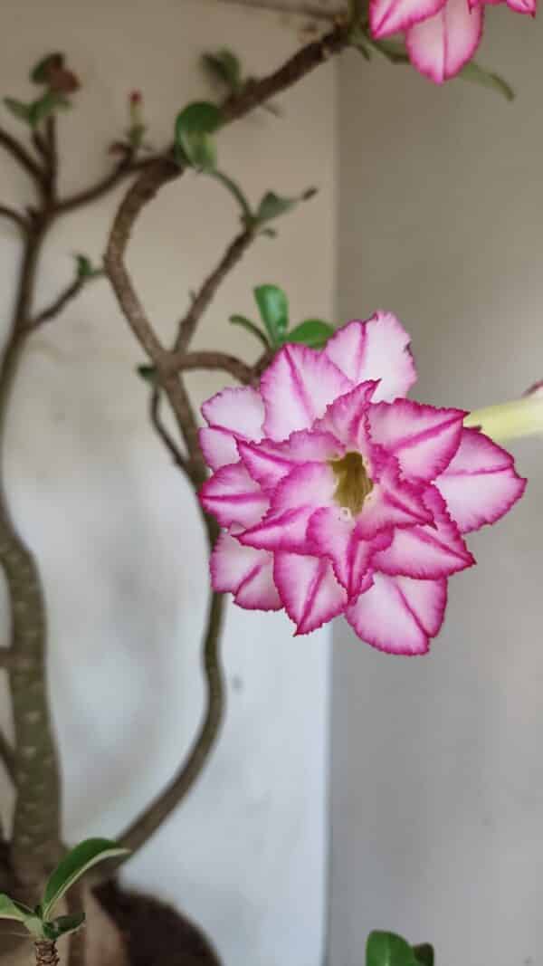 Planta Dobrada 3533 – 60cm – 05 anos - Imagem 1