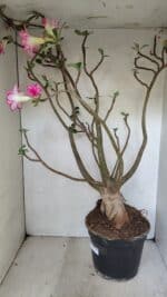 Planta Dobrada 3533 – 60cm – 05 anos - Imagem 9